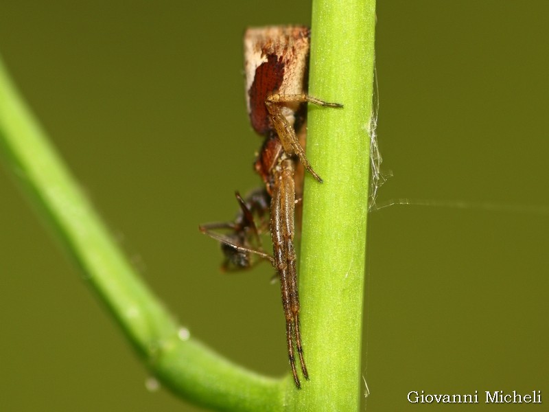 Tmarus sp.  - Magenta (MI)